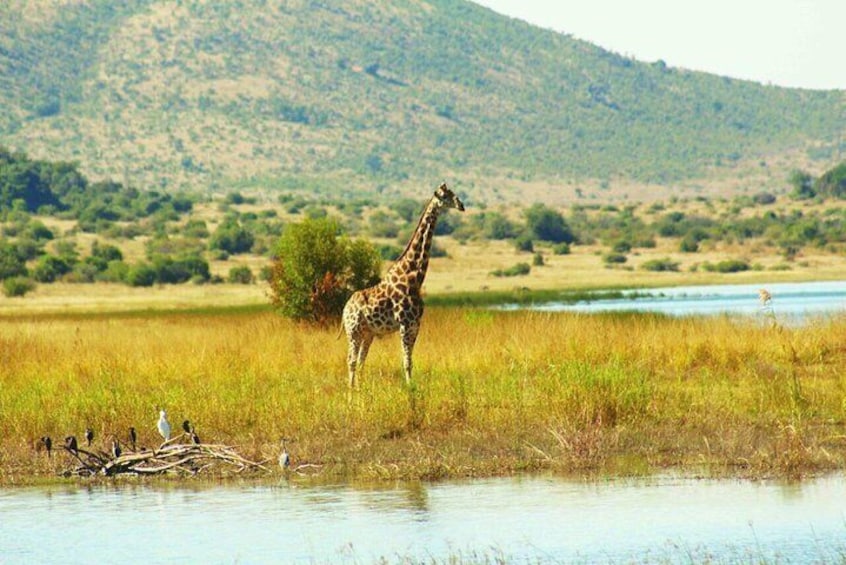 A typical safari setting