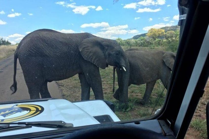 Elephants on the road