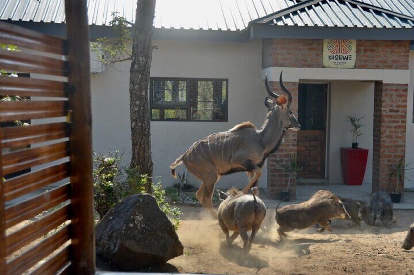 Exhilarating 3 Day Kruger Safari From Nelspruit