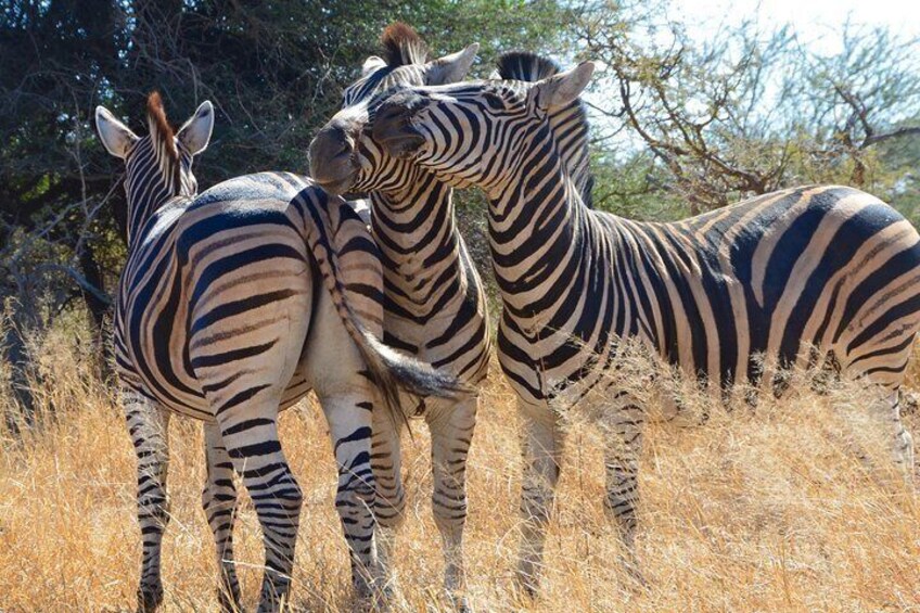zebra stallions