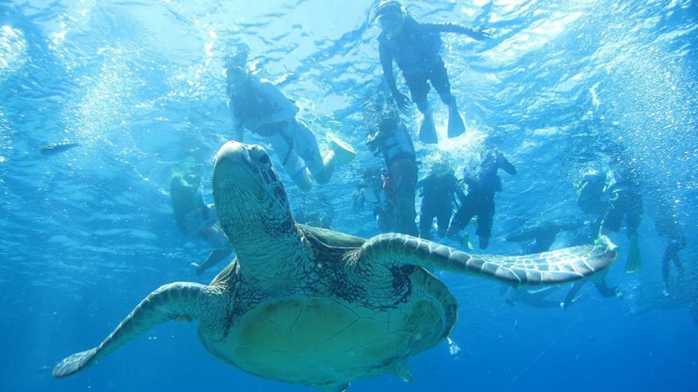 Show item 2 of 5. Okinawa Blue Cave Snorkeling Ticket