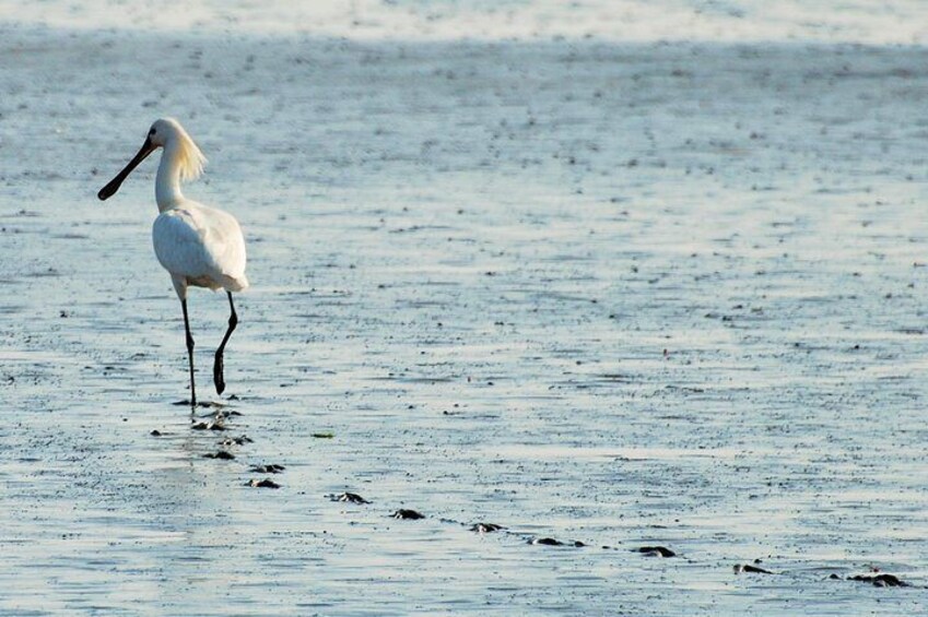Small Group Half Day Seal Safari at UNESCO Site Waddensea from Amsterdam
