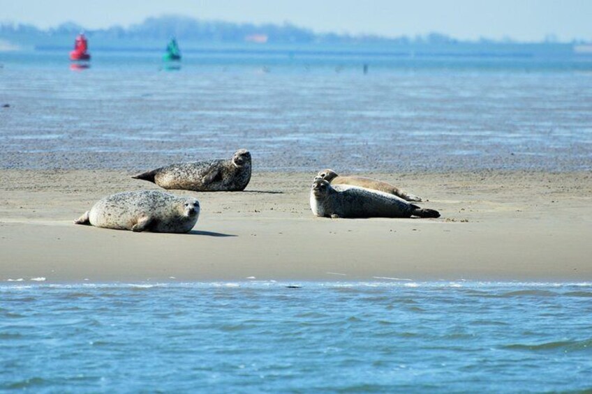 Small Group Seal Safari at UNESCO Site Waddensea from Amsterdam