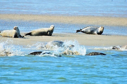 Small Group Half Day Seal Safari at UNESCO Site Waddensea from Amsterdam