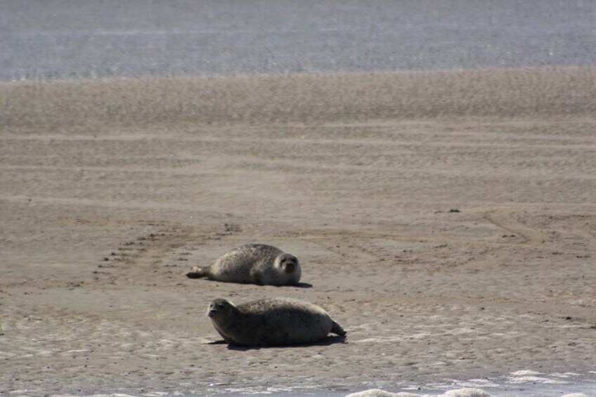 Small Group Half Day Seal Safari at UNESCO Site Waddensea from Amsterdam