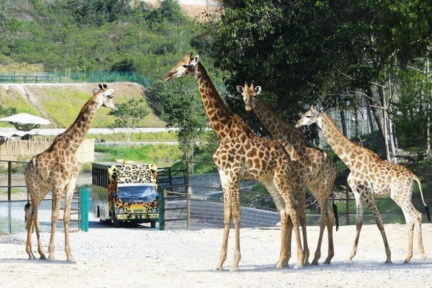 Bukit Gambang Safari Park Admission Ticket