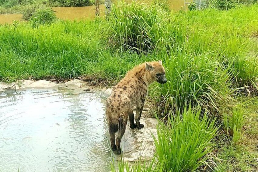 Bukit Gambang Safari Park Admission Ticket
