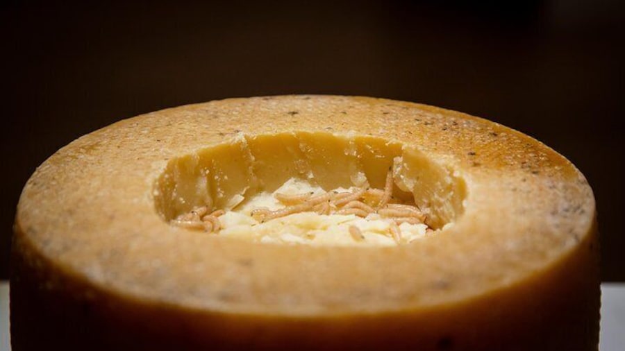 Casu Marzu, maggot cheese from Sardinia.