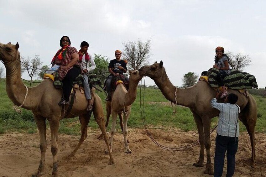 Camel Safari