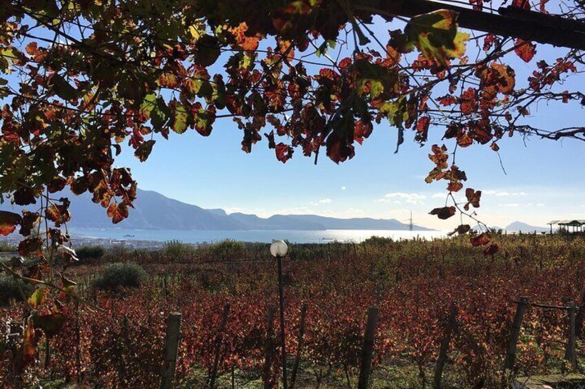 Mt. Vesuvius Wine Tasting and Lunch Experience from Pompeii