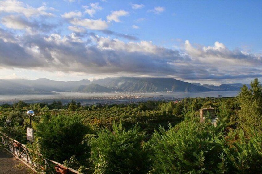 Mt. Vesuvius Wine Tasting and Lunch Experience from Pompeii