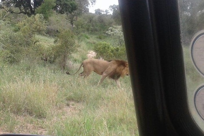 3 Days Kruger National Park