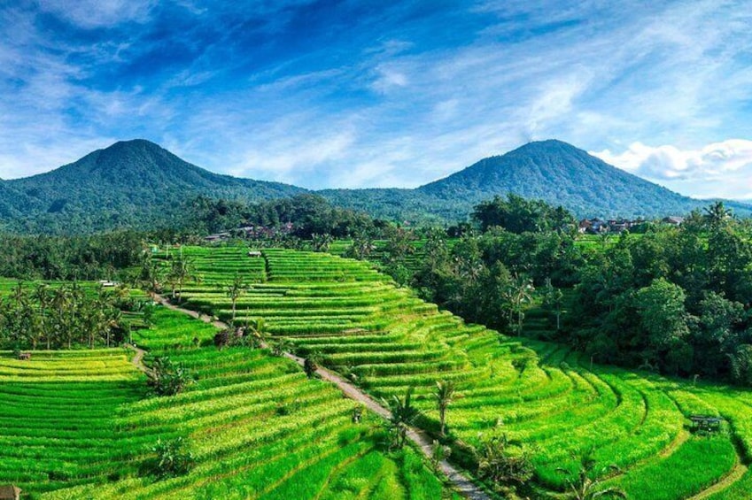 Jatiluwih Rice Terrace - Unesco Site
