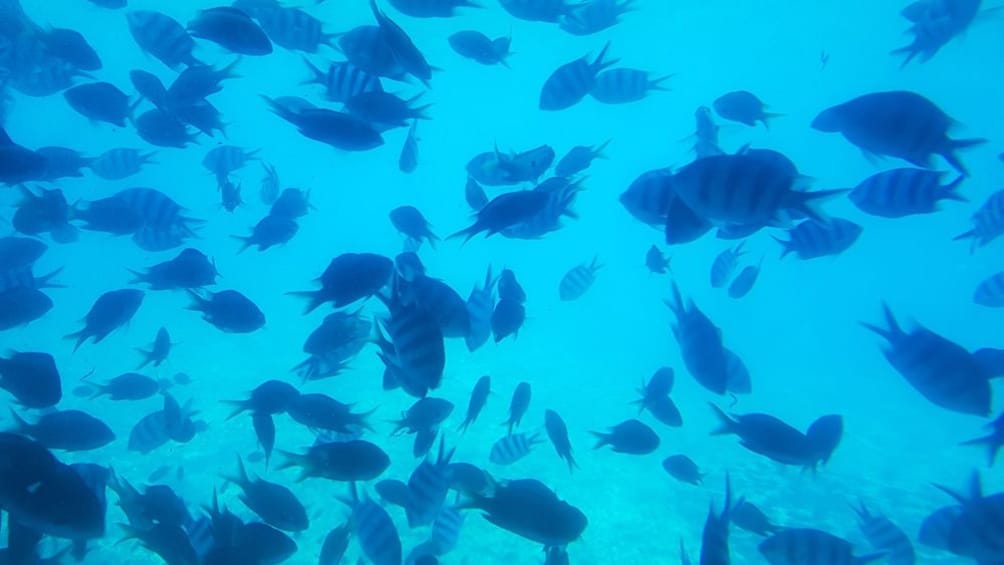 Okinawa Glass Bottom Boat Tour