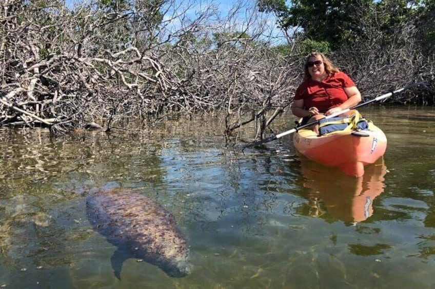 Manatee visitor