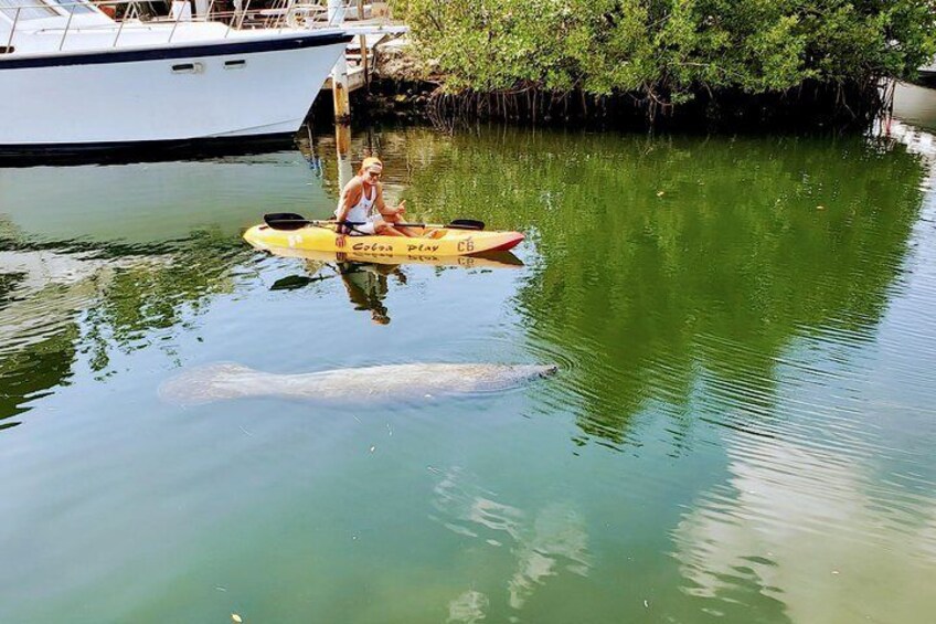 Kayak or Paddleboard Eco Tour through the Mangrove Ecosystem