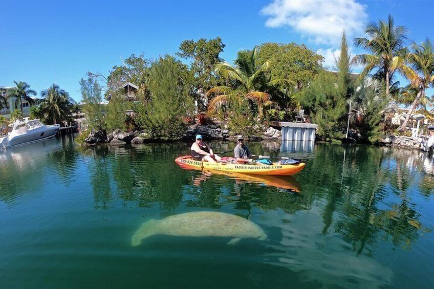 Kayak or Paddleboard Eco Tour through the Mangrove Ecosystem