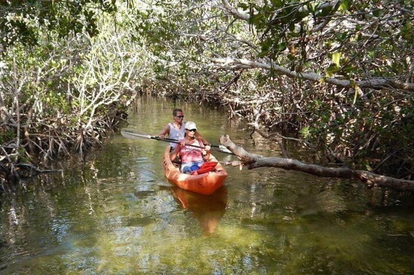 Explore the Mangrove Creeks with an All Day Tandem Kayak Rental