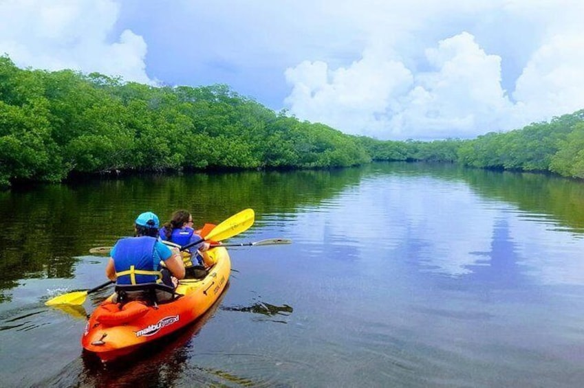 Explore the Mangrove Creeks with an All Day Kayak Rental 