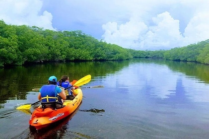 Explore the Mangrove Creeks with an All Day Kayak Rental