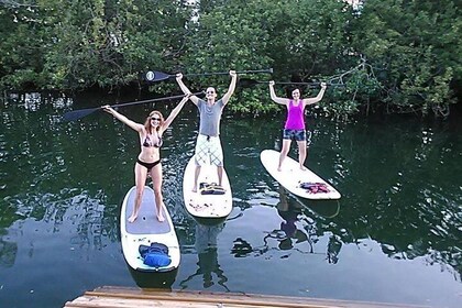 Explore the Mangrove Creeks with All Day Stand up Paddleboard Rental 