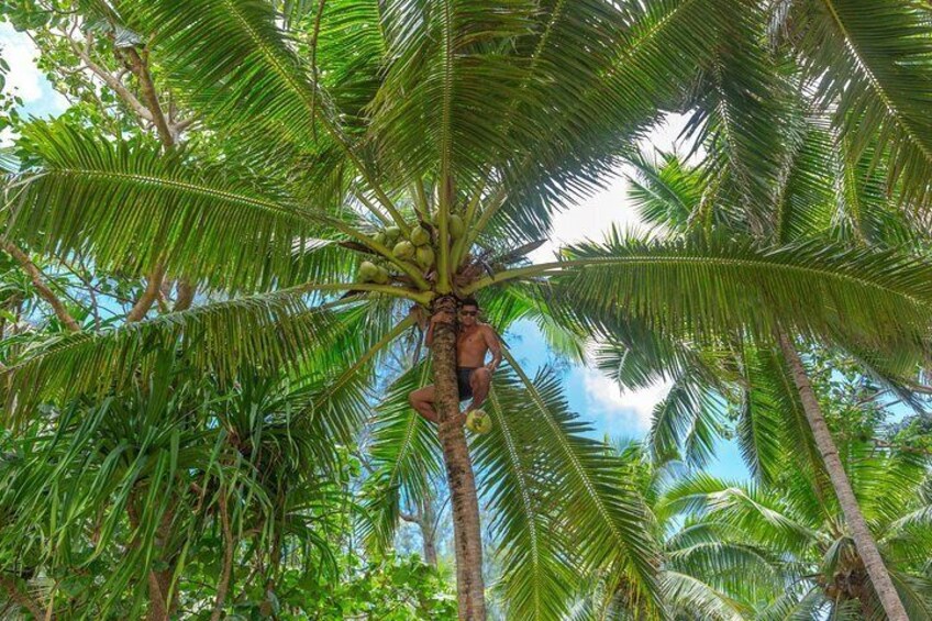 Coconut tree climbing