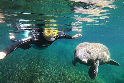 Semi-Private Manatee snorkeling with In Water Guide