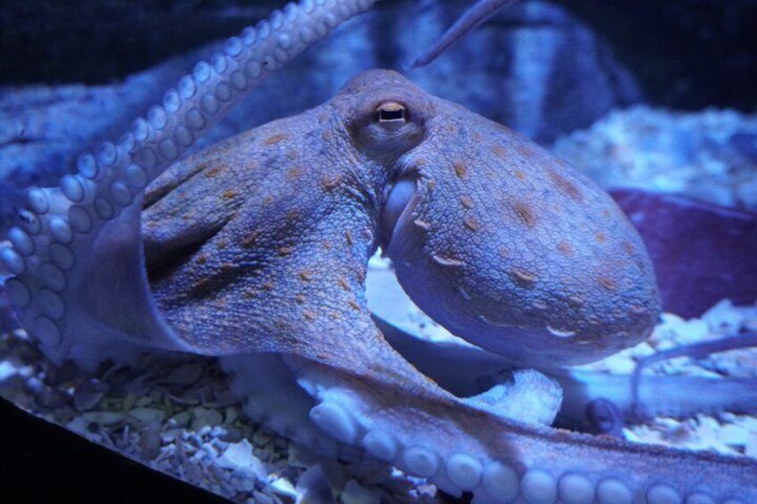 Seville Aquarium - Pulpo