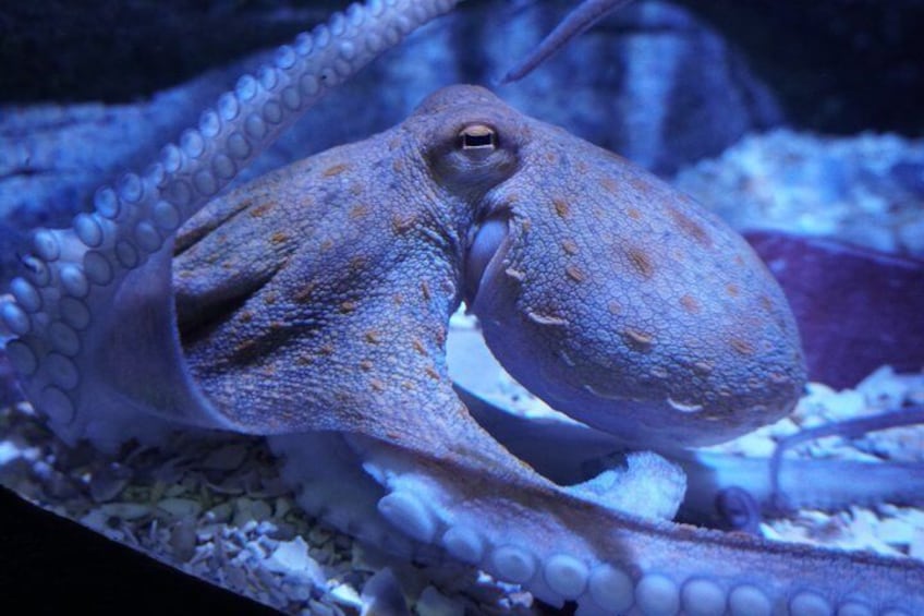 Seville Aquarium - Pulpo