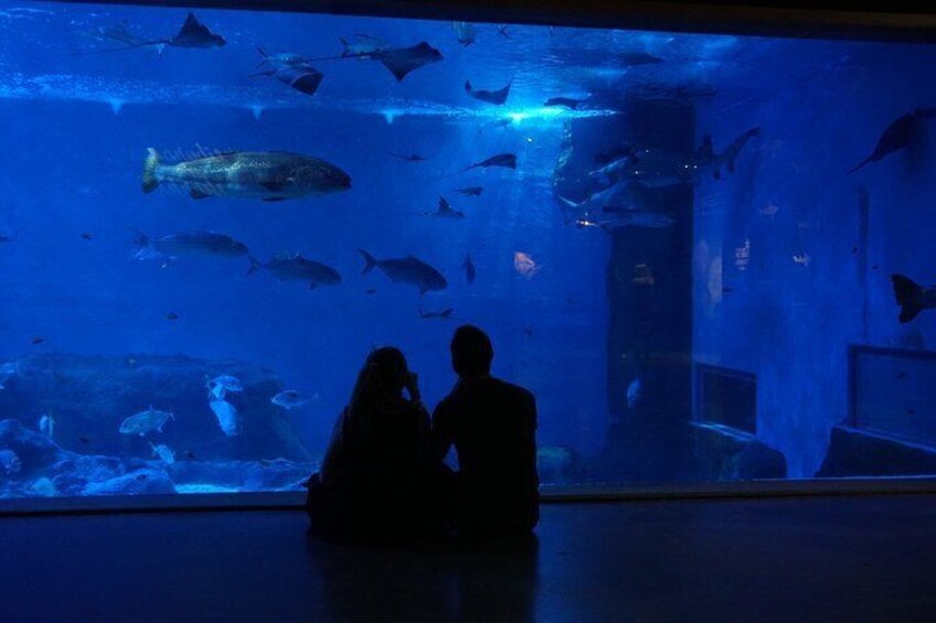 Seville Aquarium - Oceanario