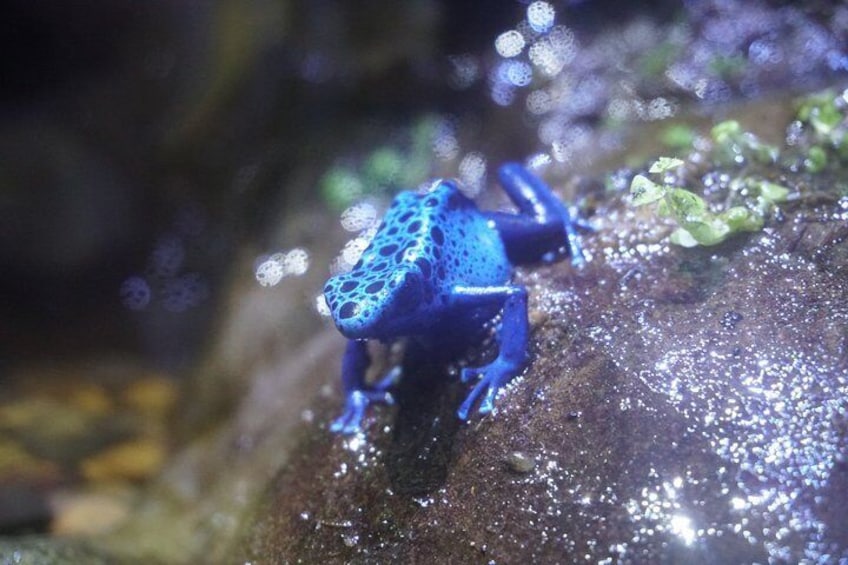 Seville Aquarium - ranas venenosas