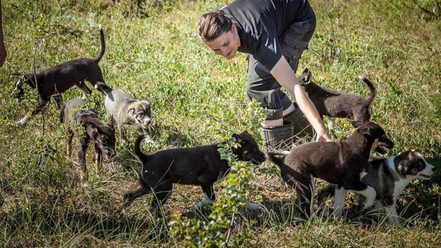 Puppy Training at the Husky Home