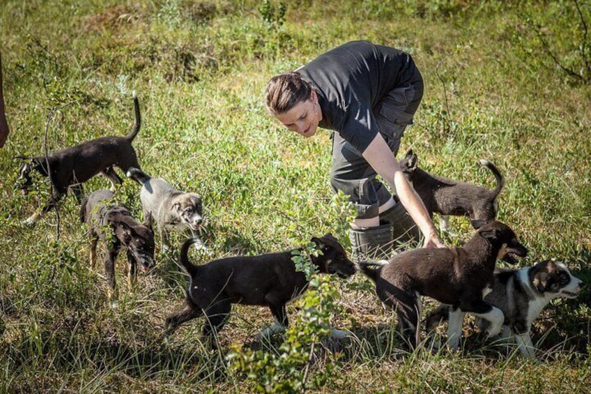 Puppy Training at the Husky Home
