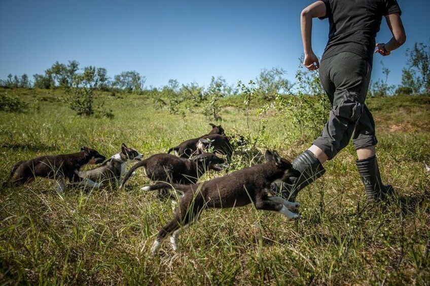 Puppy Training Experience at a Husky Farm in Tromso
