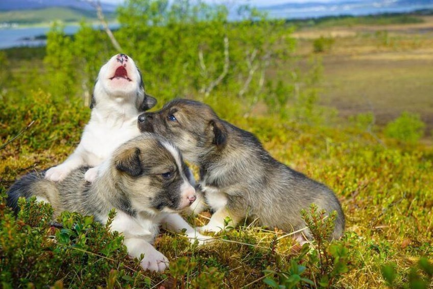 Our puppies enjoying the sunshine