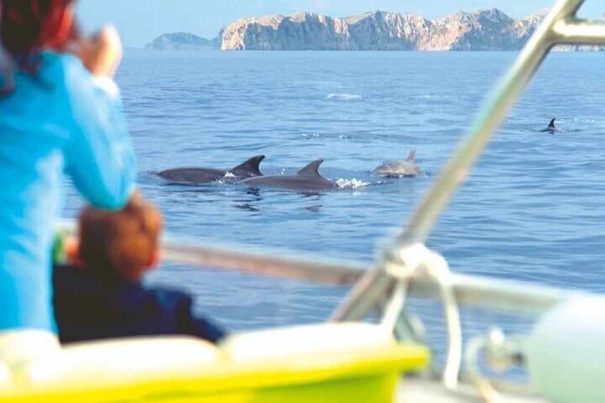 Sunrise Boat Trip in Mallorca with Dolphin-Watching