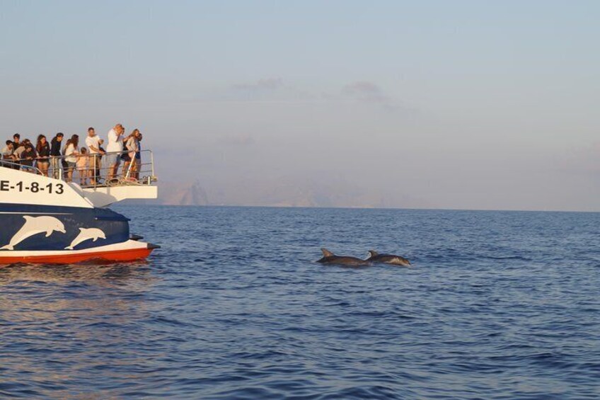 Sunrise Boat Trip in Mallorca with Dolphin-Watching