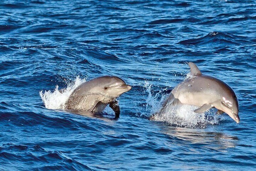 Sunrise Boat Trip in Mallorca with Dolphin-Watching