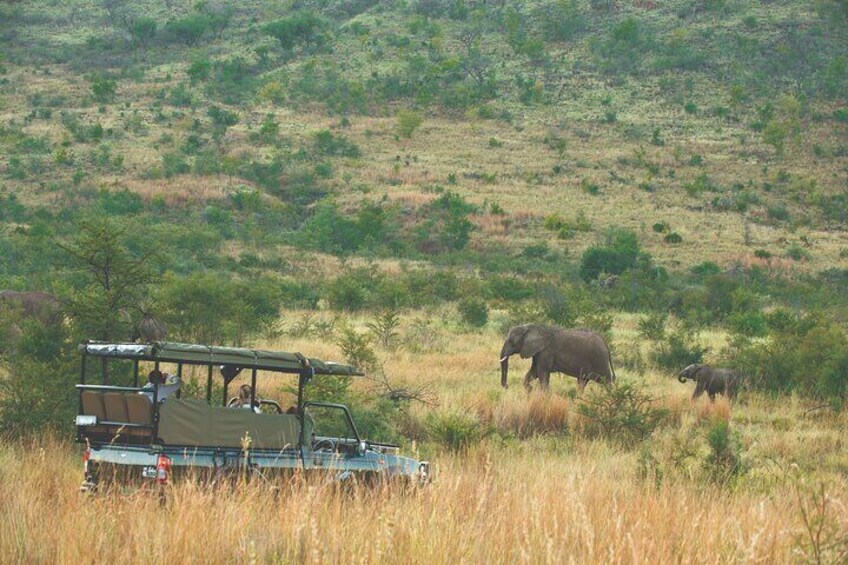 3 Days Luxury Pilanesberg Park Safari