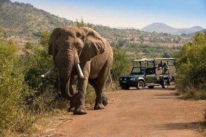 Full Day Pilanesberg National Park Safari