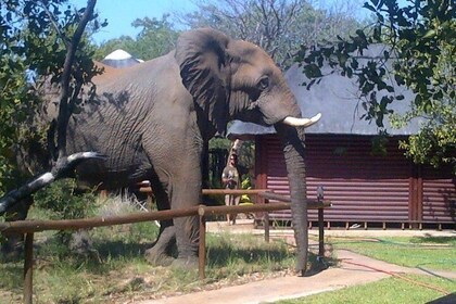 4 Day Kruger Park Tour