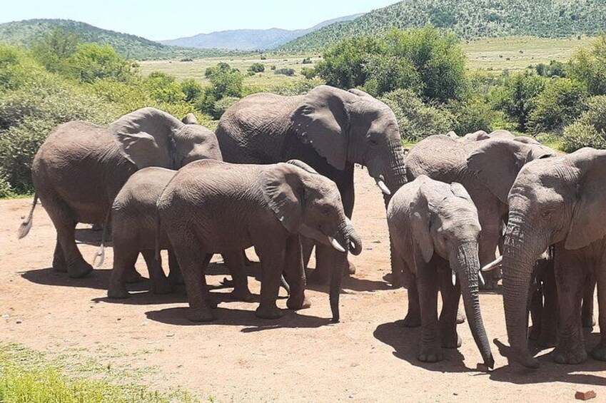 Pilanesberg Safaris (Closed Vehicle)