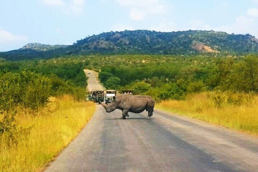 Pilanesberg open truck safaris