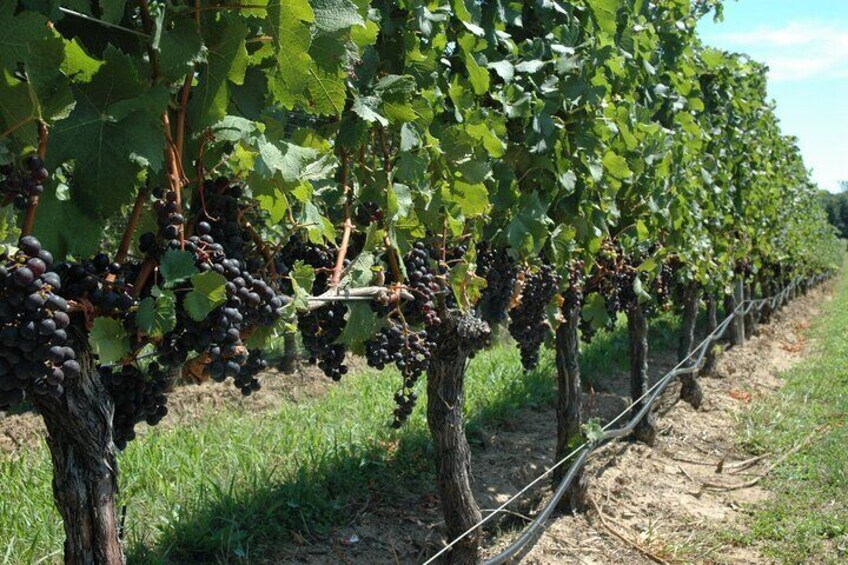 Mattituck New York Guided Farm and Wine Country Bike Tour