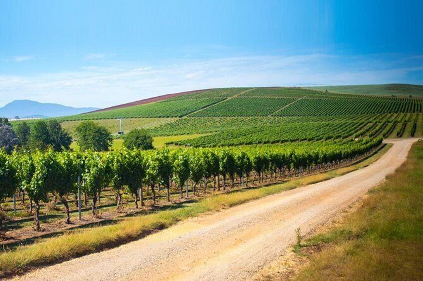 Wine Tour, Full Day