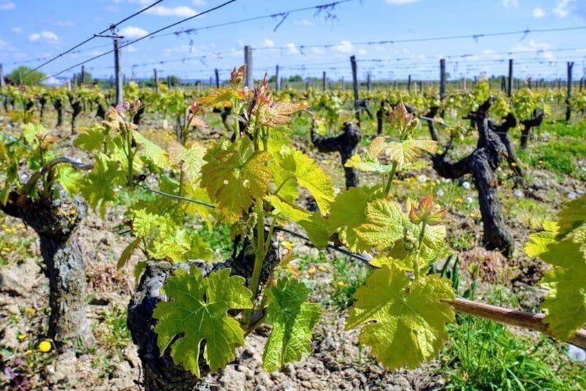 Loire Valley vineyards