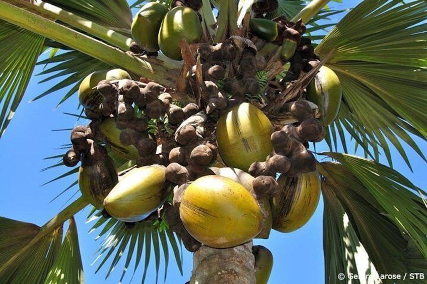 Coco De Mer Tree