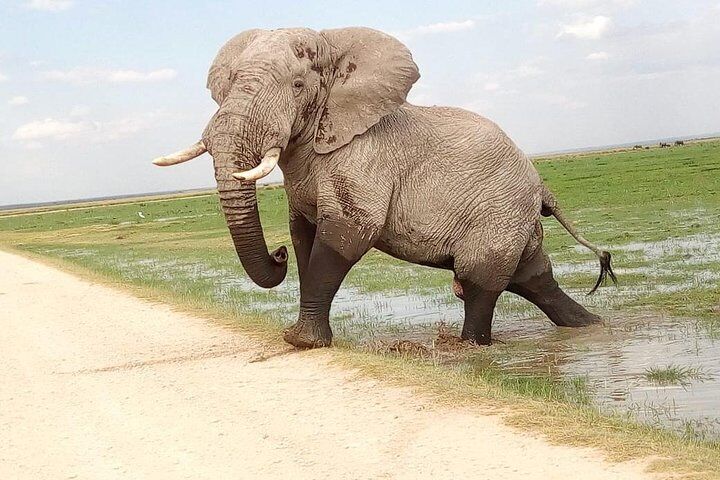 Tsavo East & west, Amboseli 5days from Mombasa