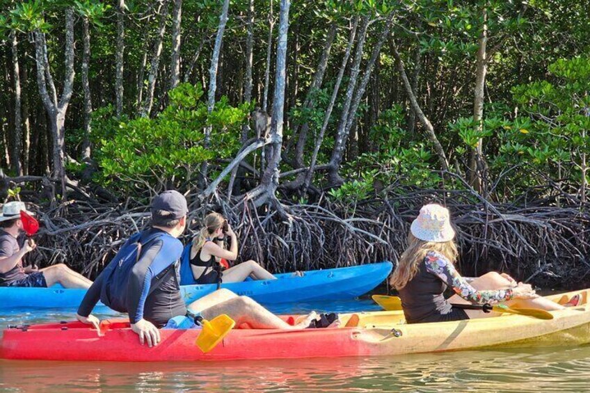 Half day Mangrove by Kayaking or Longtail boat from Koh Lanta 