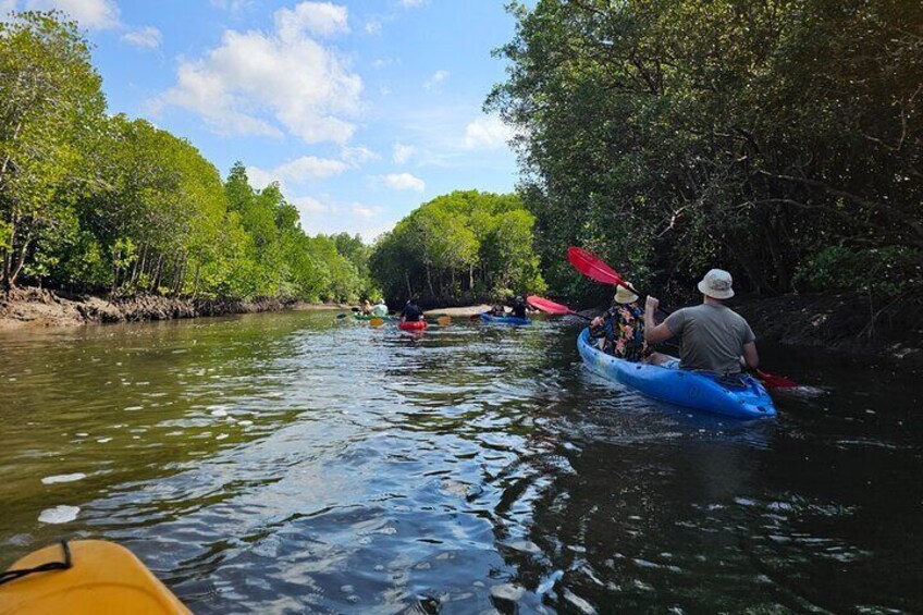 Half day Mangrove by Kayaking or Longtail boat from Koh Lanta 